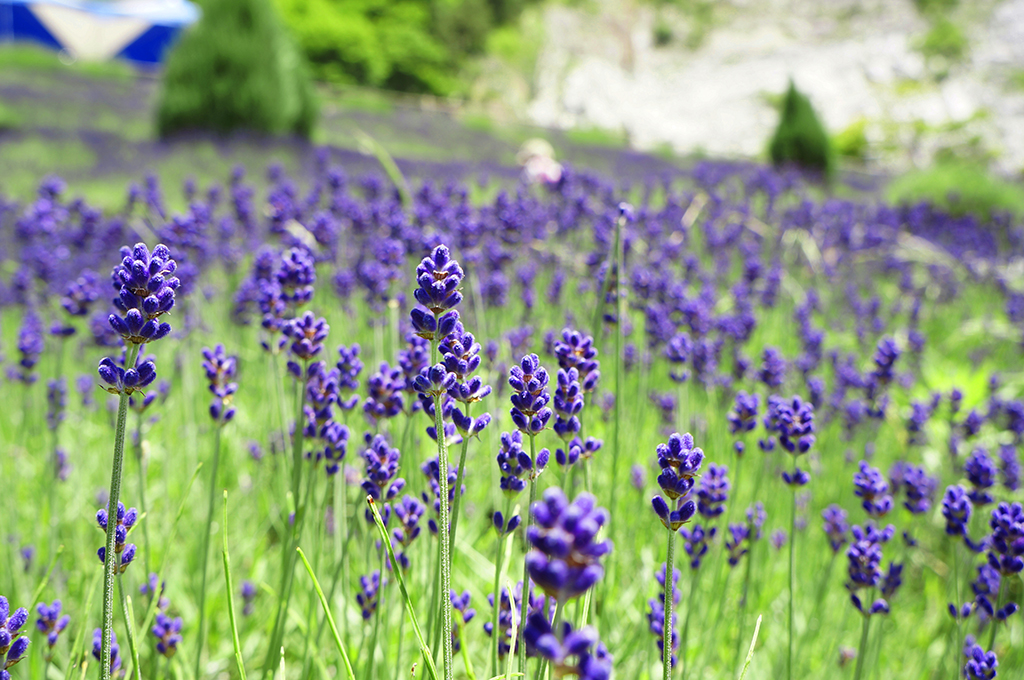 花追い人おすすめ！ 夏に行きたい福島県内の花スポット5選 | 福島TRIP