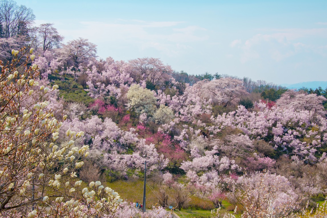 春の福島観光にオススメしたい桜の名所 花見山公園 福島trip