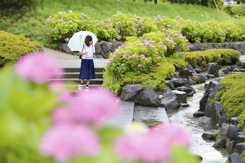 紫陽花2